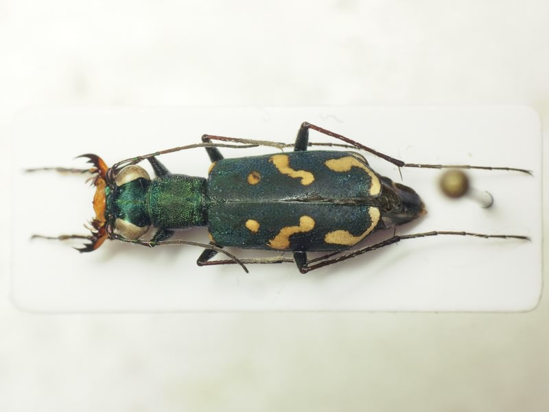 Cylindera obliquefasciata (M.F. Adams, 1817)